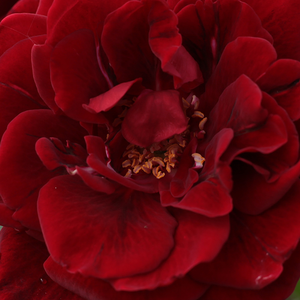 Pépinière rosier - Rosa Don Juan - rouge - rosiers grimpants - parfum intense - Michele Malandrone - Variété très appréciée. Floraison dense et persistante.